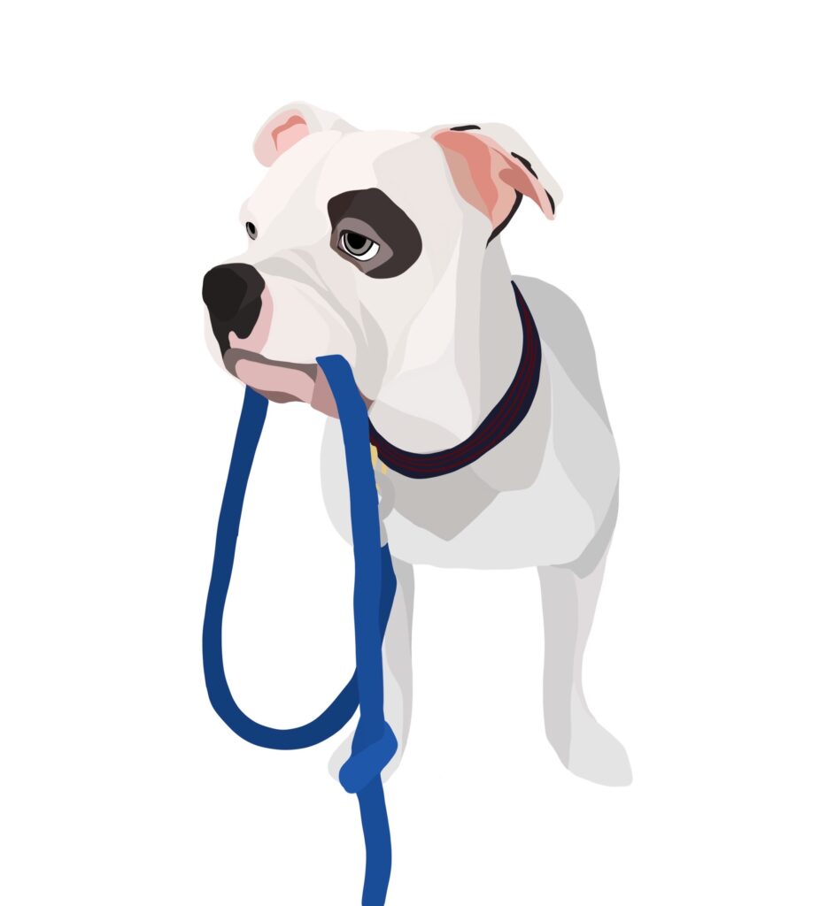 An illustration of Piglet, a white American Bully dog with a gray patch over her left eye, holding her leash.